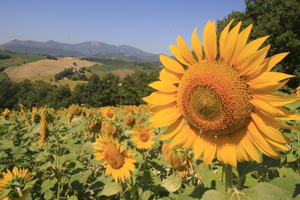 Agriturismo Il Fienile Di Ca Battista Cagli Exterior photo